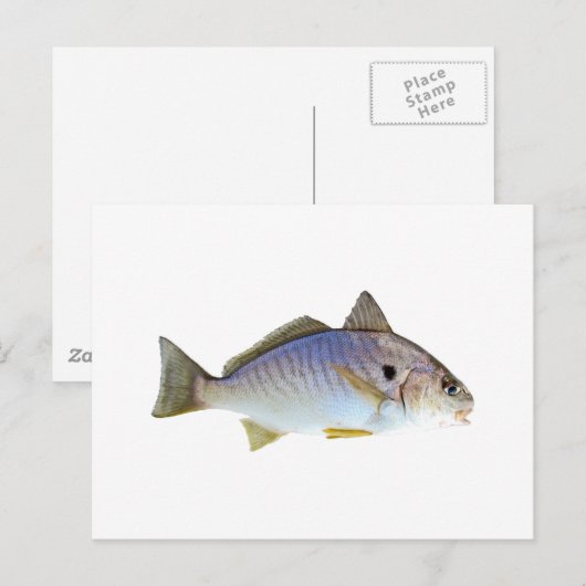 Foto Spot Fish Briefkaart (Voorkant / Achterkant)