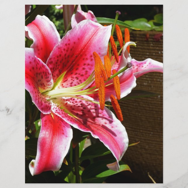 Foto Stargazer Lily (Voorkant)