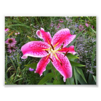 Foto: Stargazer Lily Foto Afdruk