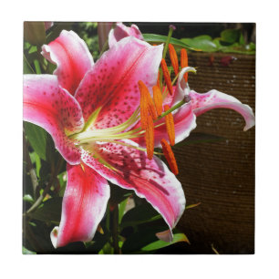 Foto Stargazer Lily Tegeltje