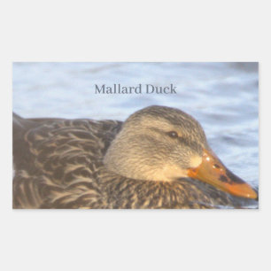 Foto Stickers Wilde Eend