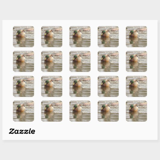 Foto Stickers Wilde Eend (Vel)