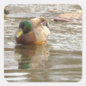 Foto Stickers Wilde Eend (Voorkant)