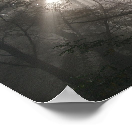 Foto Sunlight Through Trees Poster (Hoek)