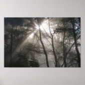 Foto Sunlight Through Trees Poster (Voorkant)