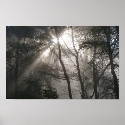 Foto Sunlight Through Trees Poster (Voorkant)