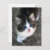 Foto Super Cute Kitten Cat Briefkaart (Voorkant / Achterkant)
