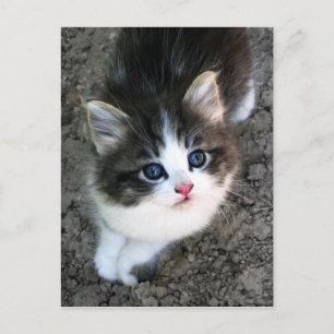 Foto Super Cute Kitten Cat Briefkaart