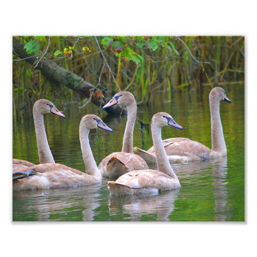 Foto Swan afdrukken Afdruk (Voorkant)