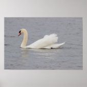 Foto Swan Poster (Voorkant)