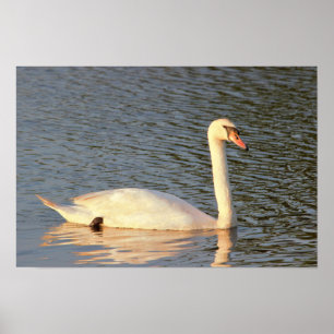 Foto Swan Poster