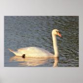 Foto Swan Poster (Voorkant)