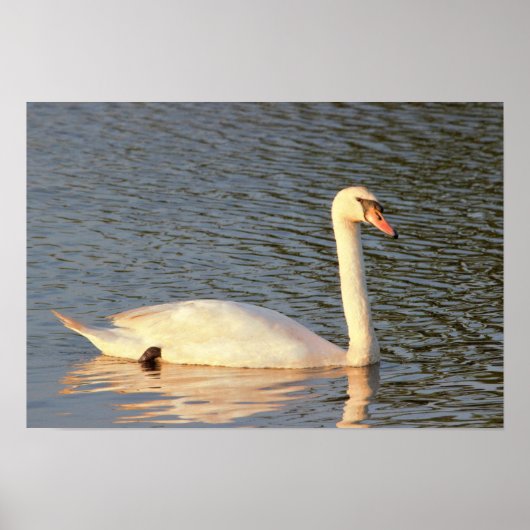 Foto Swan Poster (Voorkant)