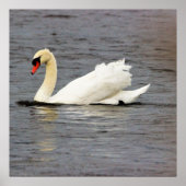 Foto Swan Poster (Voorkant)