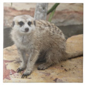 Foto Sweet Meerkat Tegeltje (Voorkant)