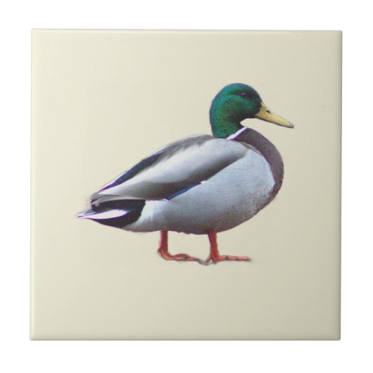 Foto-tegel van wilde eend tegeltje (Voorkant)
