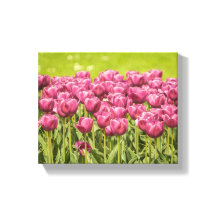 Foto Tulps Field Flower