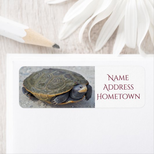 Foto Turtle Etiket (Insitu)