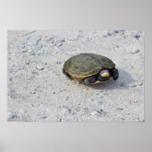 Foto Turtle Poster (Voorkant)