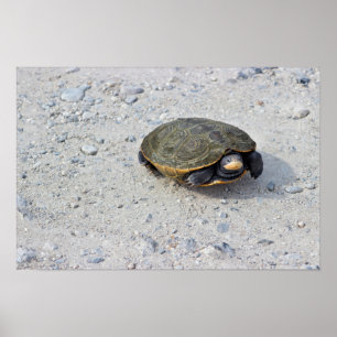 Foto Turtle Poster