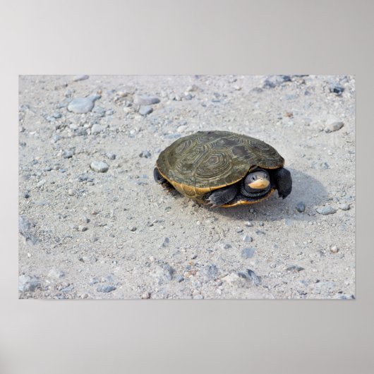 Foto Turtle Poster (Voorkant)
