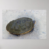 Foto Turtle Poster (Voorkant)