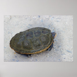 Foto Turtle Poster
