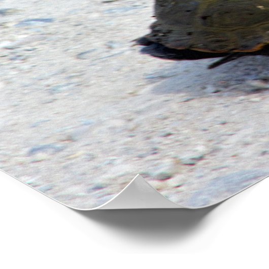 Foto Turtle Poster (Hoek)