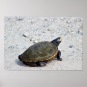 Foto Turtle Poster (Voorkant)