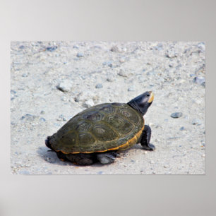 Foto Turtle Poster