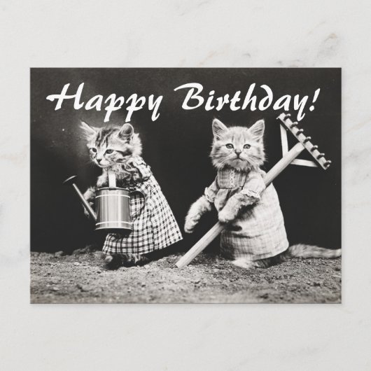  Foto Twee Katten Tuinieren Briefkaart (Voorkant)