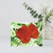 Foto twee Oriental Poppies Flower Briefkaart (Staand voorkant)