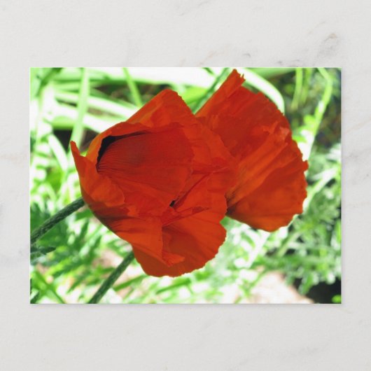 Foto twee Oriental Poppies Flower Briefkaart (Voorkant)