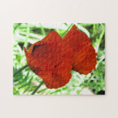 Foto twee Oriental Poppies Flower Legpuzzel (Horizontaal)