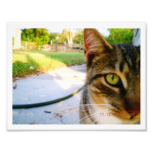 Foto: Un-Named Tabby Cat "Lolo" Foto Afdruk (Voorkant)