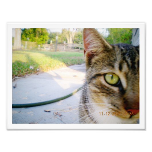 Foto: Un-Named Tabby Cat "Wedding" Foto Afdruk (Voorkant)