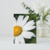 foto, une margueritte, font vert briefkaart (Staand voorkant)