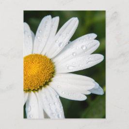 foto, une margueritte, font vert briefkaart
