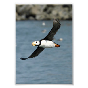 Foto van 5 x 7 satin van puffin afdruk