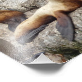 Foto van 8,5 x 11 zee leeuw foto afdruk (Hoek)