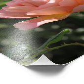 Foto van Abraham Darby Roos Afdruk (Hoek)