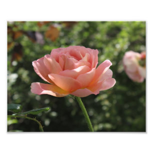 Foto van Abraham Darby Roos Afdruk