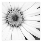 Foto van African Daisy Monochrome Foto Afdruk (Voorkant)