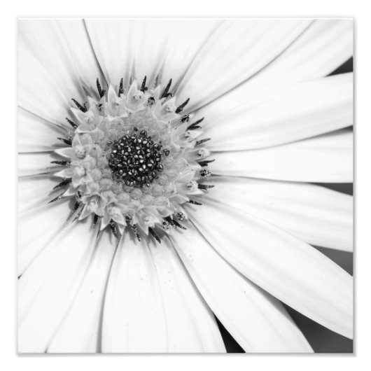 Foto van African Daisy Monochrome Foto Afdruk (Voorkant)