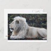 Foto van African White Lion Briefkaart (Voorkant / Achterkant)