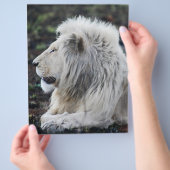Foto van African White Lion Flyer (Hand)