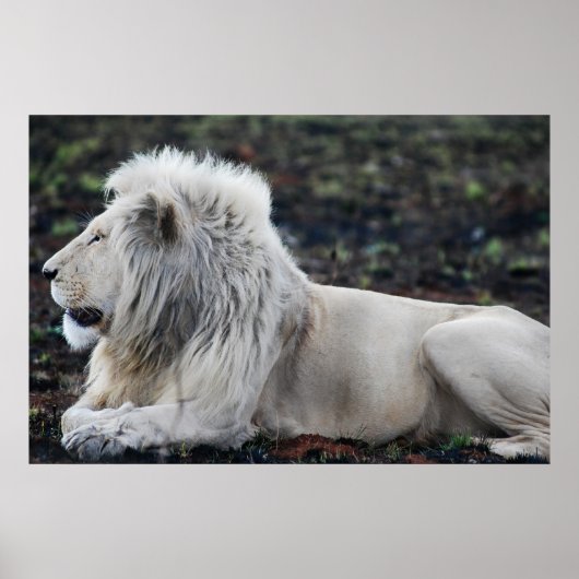 Foto van African White Lion Poster (Voorkant)