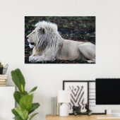 Foto van African White Lion Poster (Thuiskantoor)