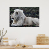 Foto van African White Lion Poster (Keuken)