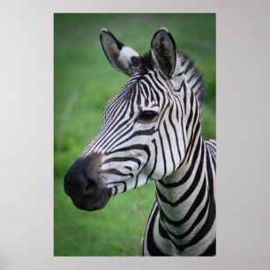 Foto van Afrikaanse Zebra in het Green Grass-portr Poster